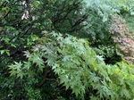 IMG_2258.JPG