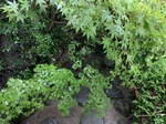 IMG_2259.JPG