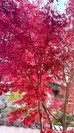 IMG_4524.jpeg