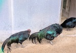 IMG_4969.JPG