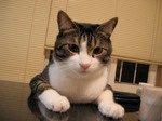 catttt.jpg