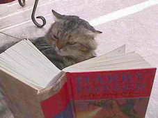 nekbook.jpg